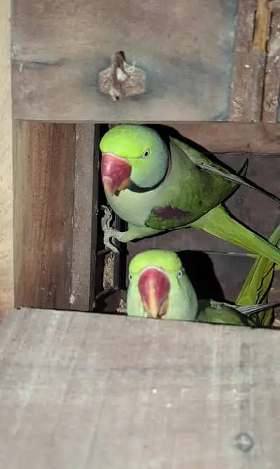 wildlife registered Raw Parrot Breeder Pair - with Original Documents — photo 2