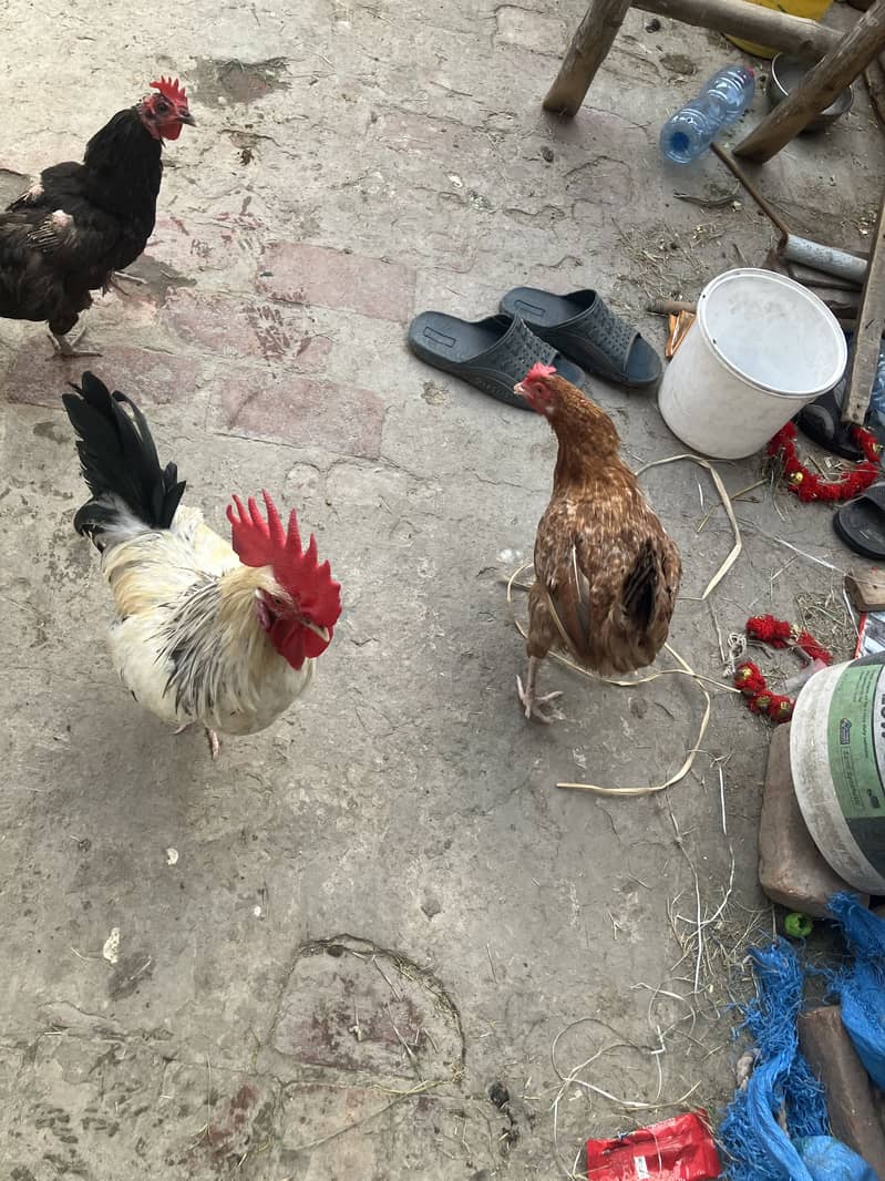 1 Murga 5 Murghi 0