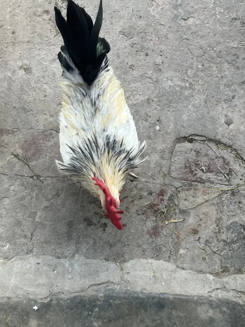 1 Murga 5 Murghi — photo 2
