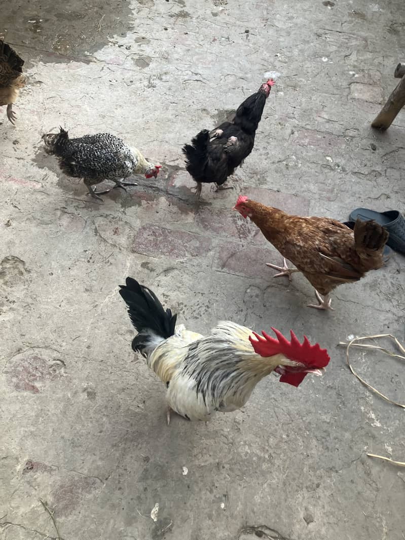 1 Murga 5 Murghi 5