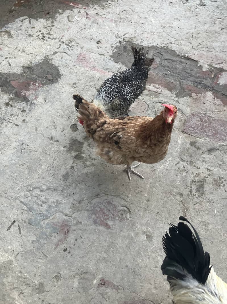 1 Murga 5 Murghi 6