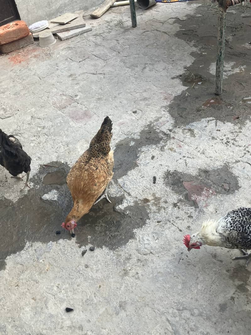 1 Murga 5 Murghi 8