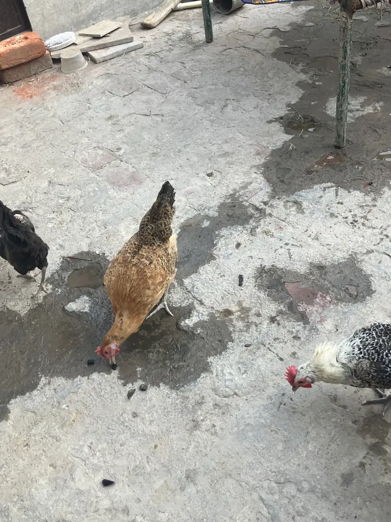1 Murga 5 Murghi — photo 9