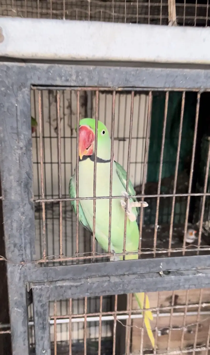 Raw Breeder Male Parrot — photo 3