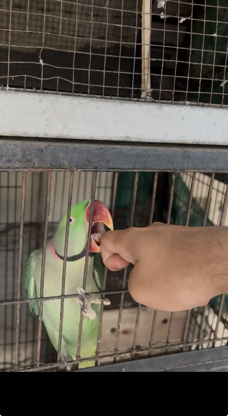 Raw Breeder Male Parrot — photo 2