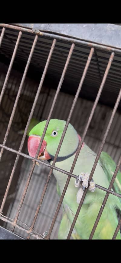 Raw Breeder Male Parrot