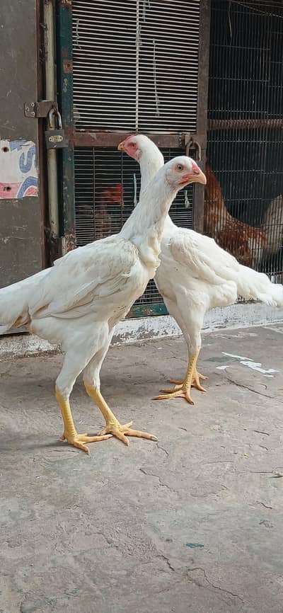 Pure White Shamo.