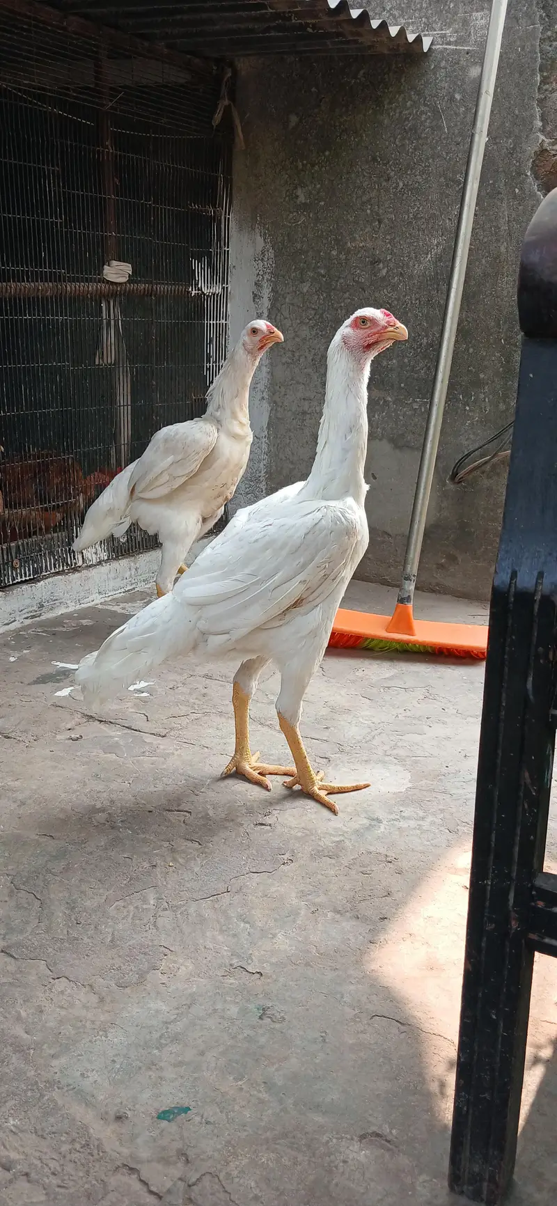 Pure White Shamo. — photo 2