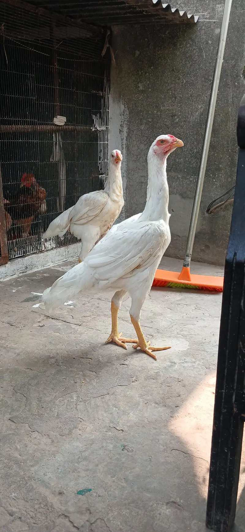 Pure White Shamo. — photo 3