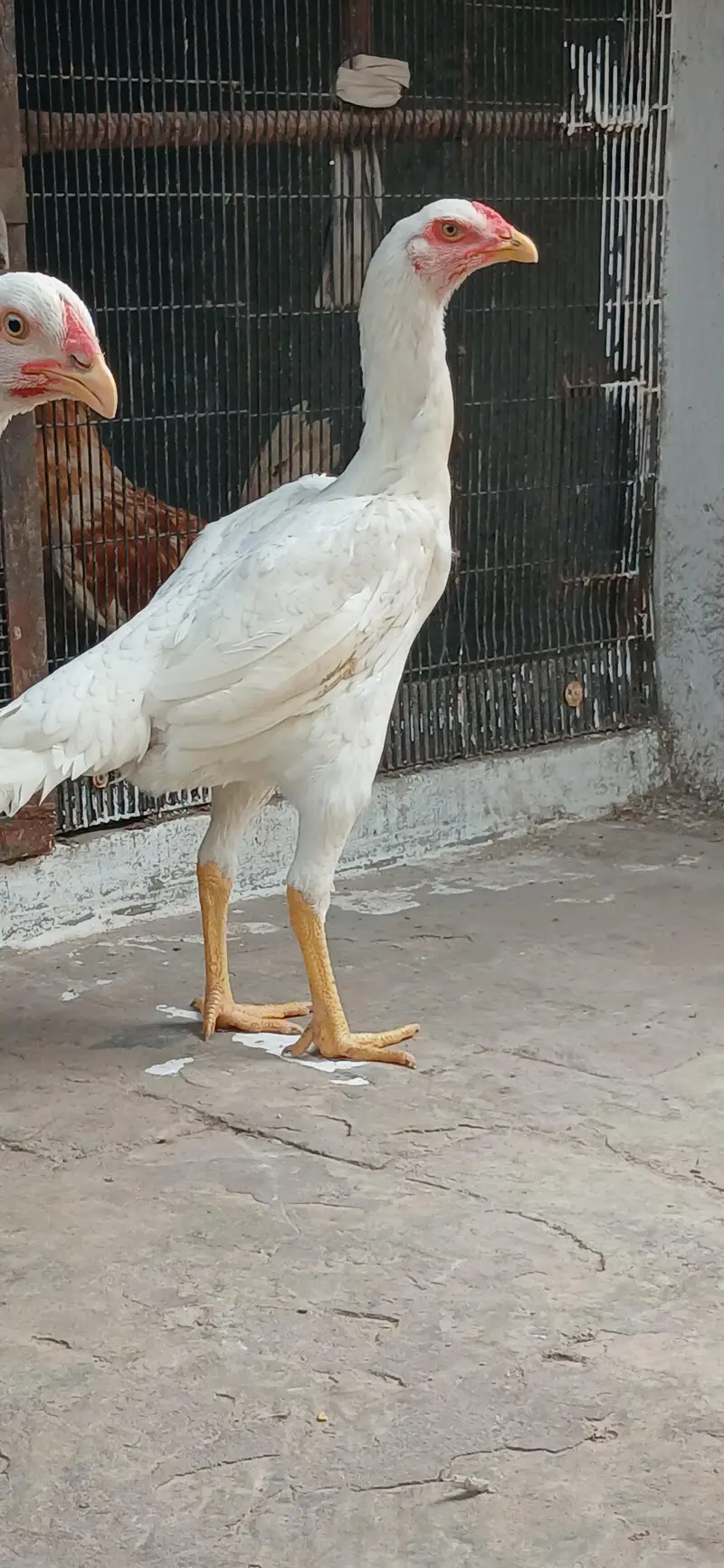 Pure White Shamo. — photo 4