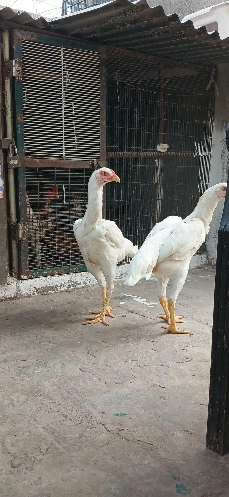 Pure White Shamo. — photo 5