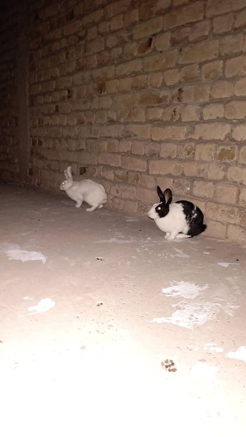 Raibbit pair 0