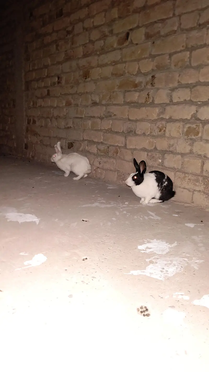 Raibbit pair