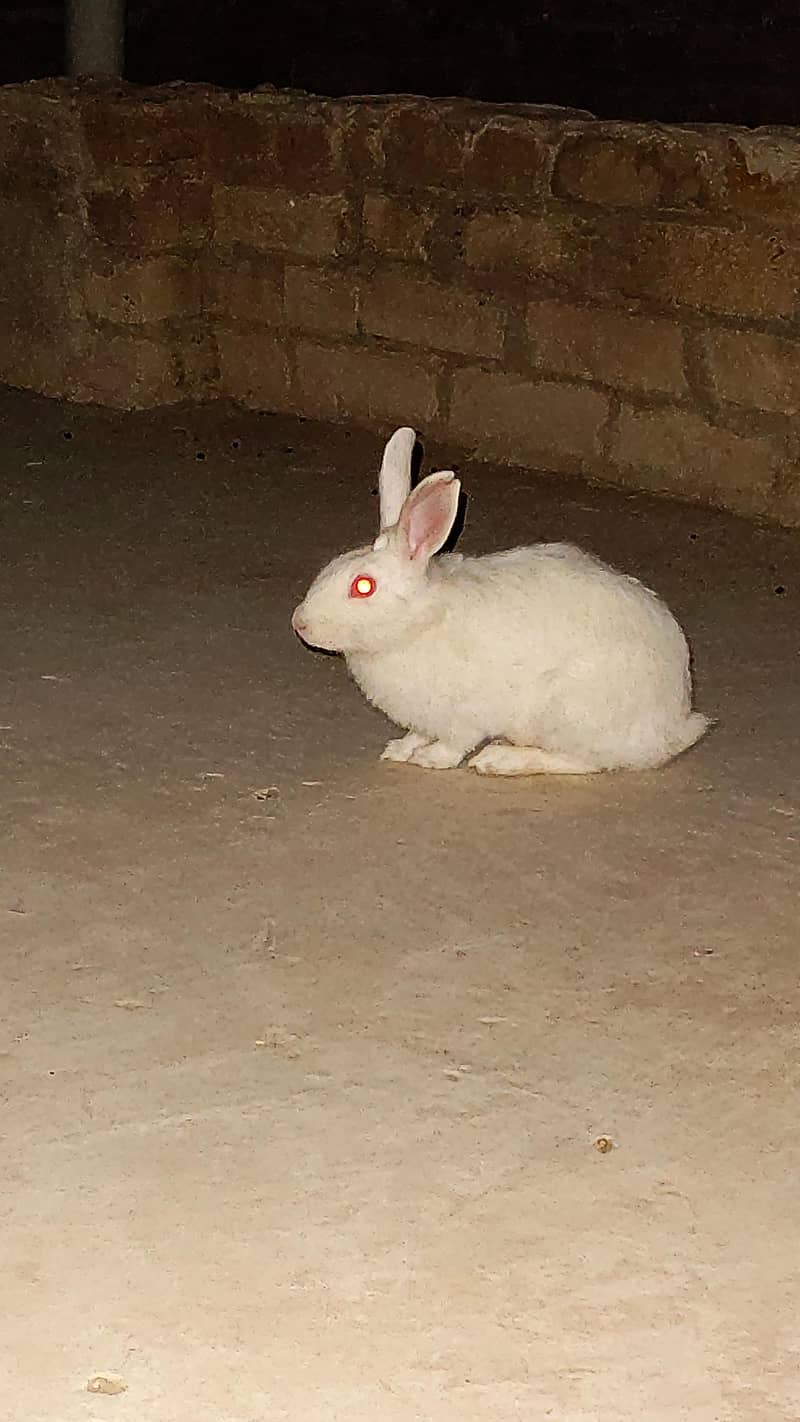 Raibbit pair 1