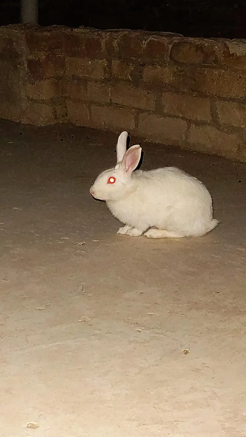 Raibbit pair — photo 2