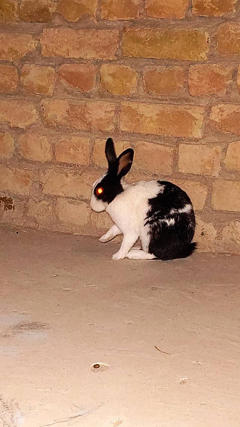 Raibbit pair 2