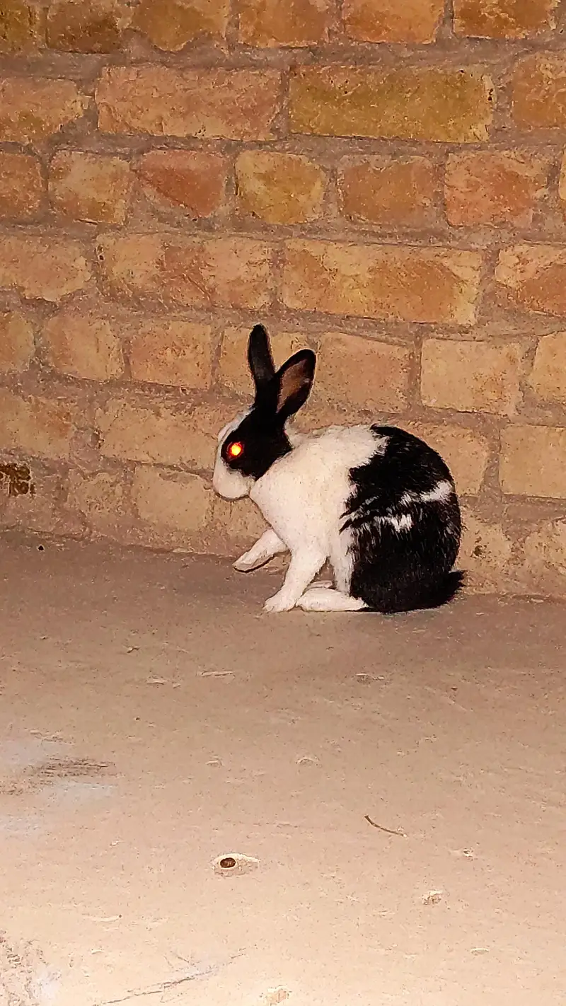 Raibbit pair — photo 3