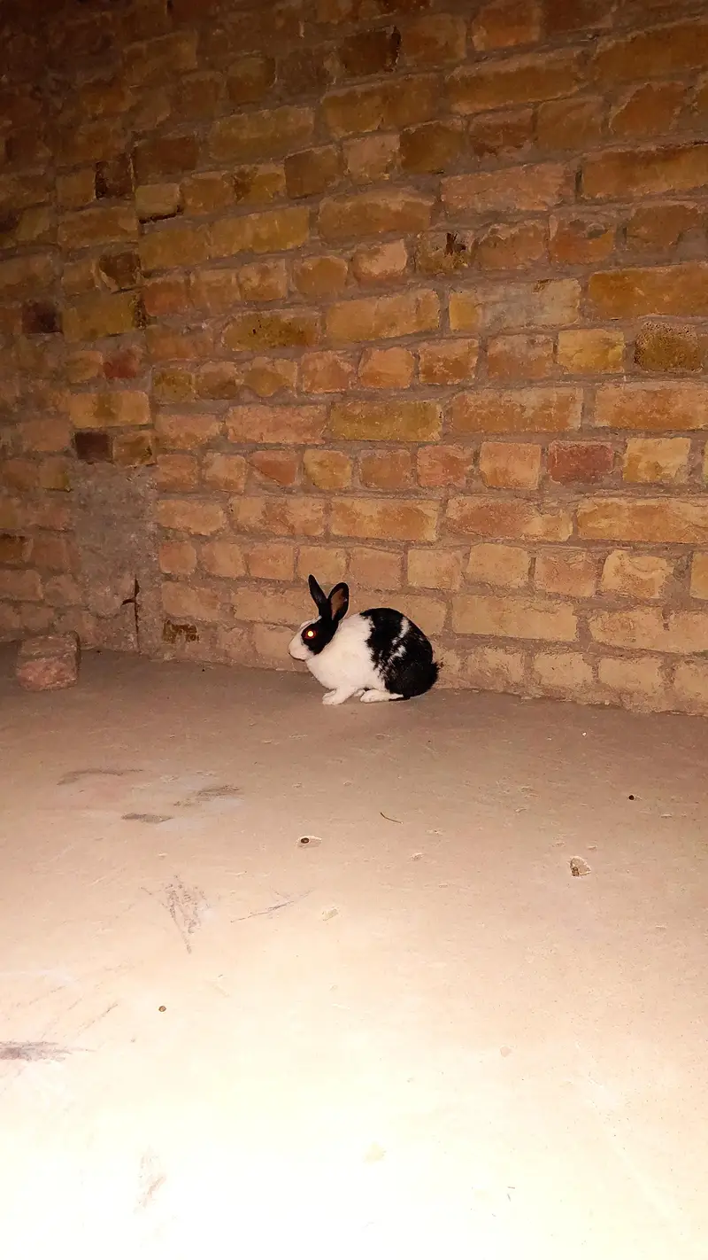 Raibbit pair — photo 4