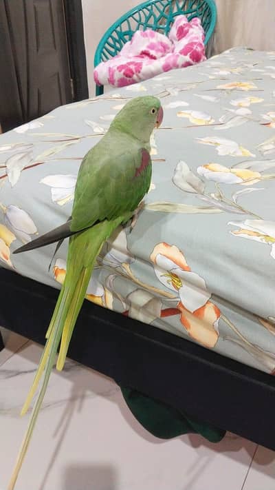 Hand tame Raw parrot