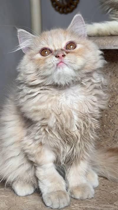 Persian kitten for sale
