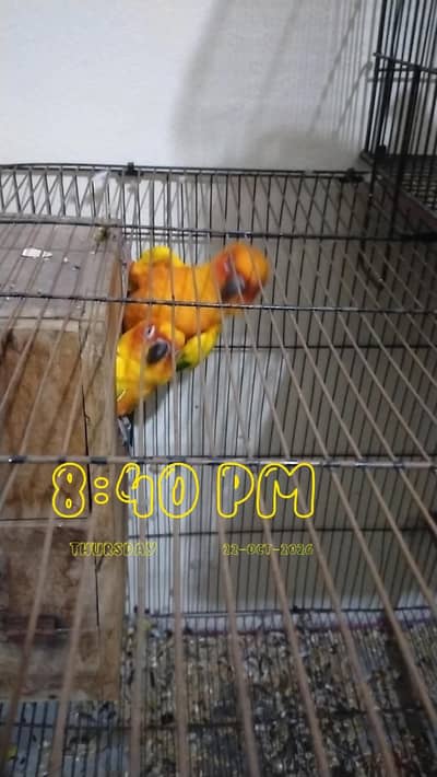 sun conure breeder pair for sale