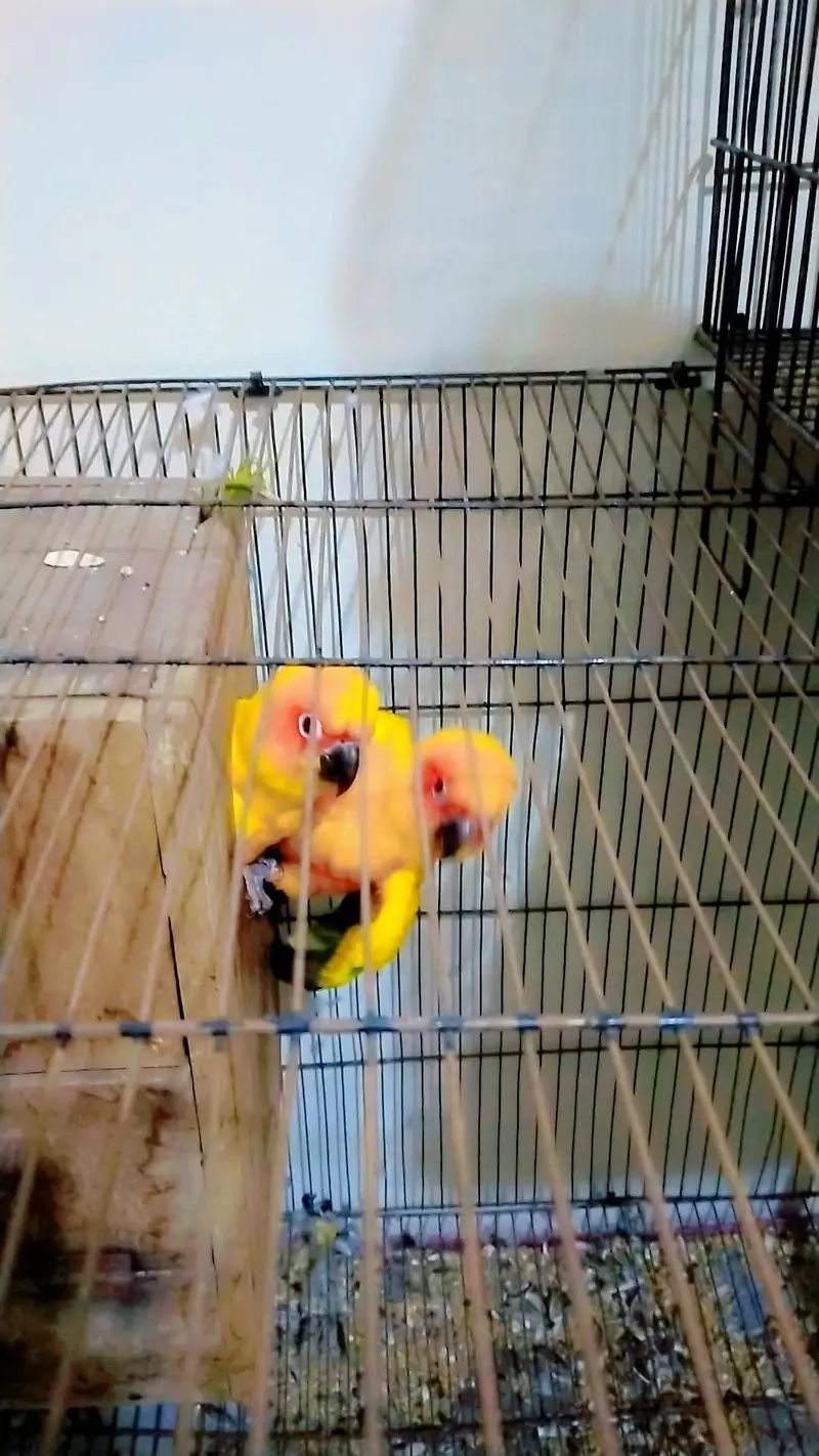 sun conure breeder pair for sale — photo 2