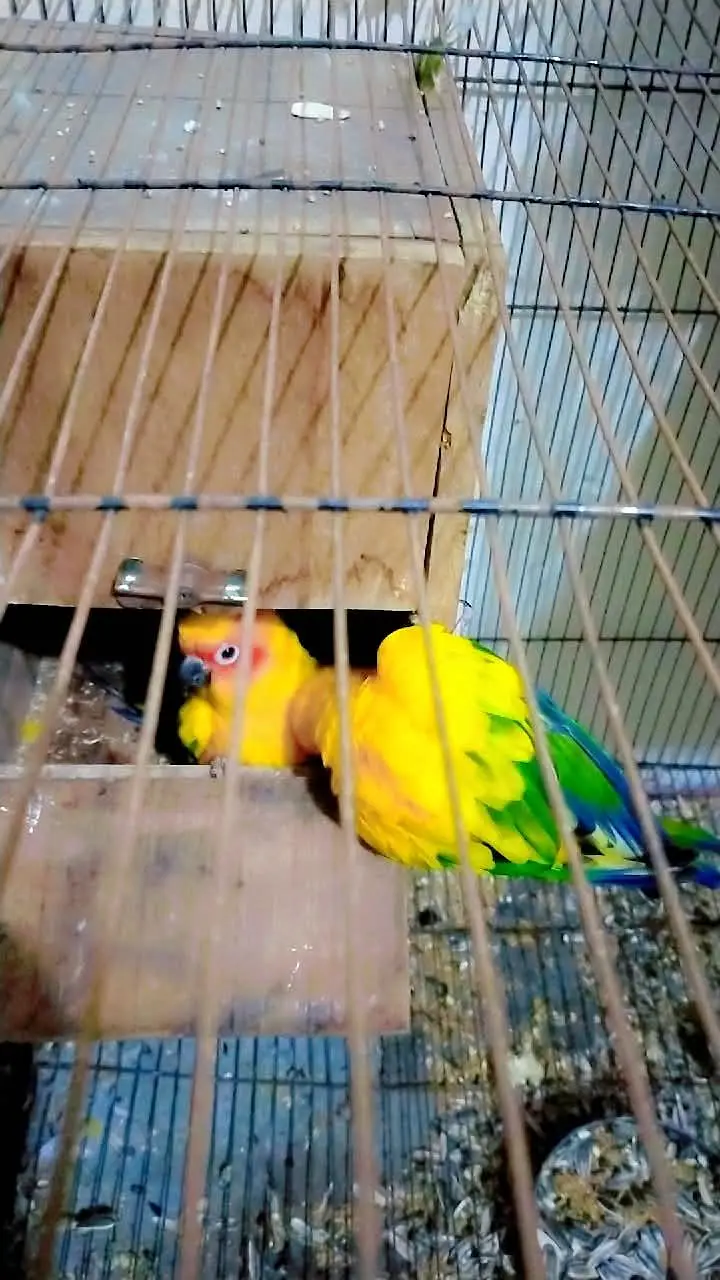 sun conure breeder pair for sale — photo 3