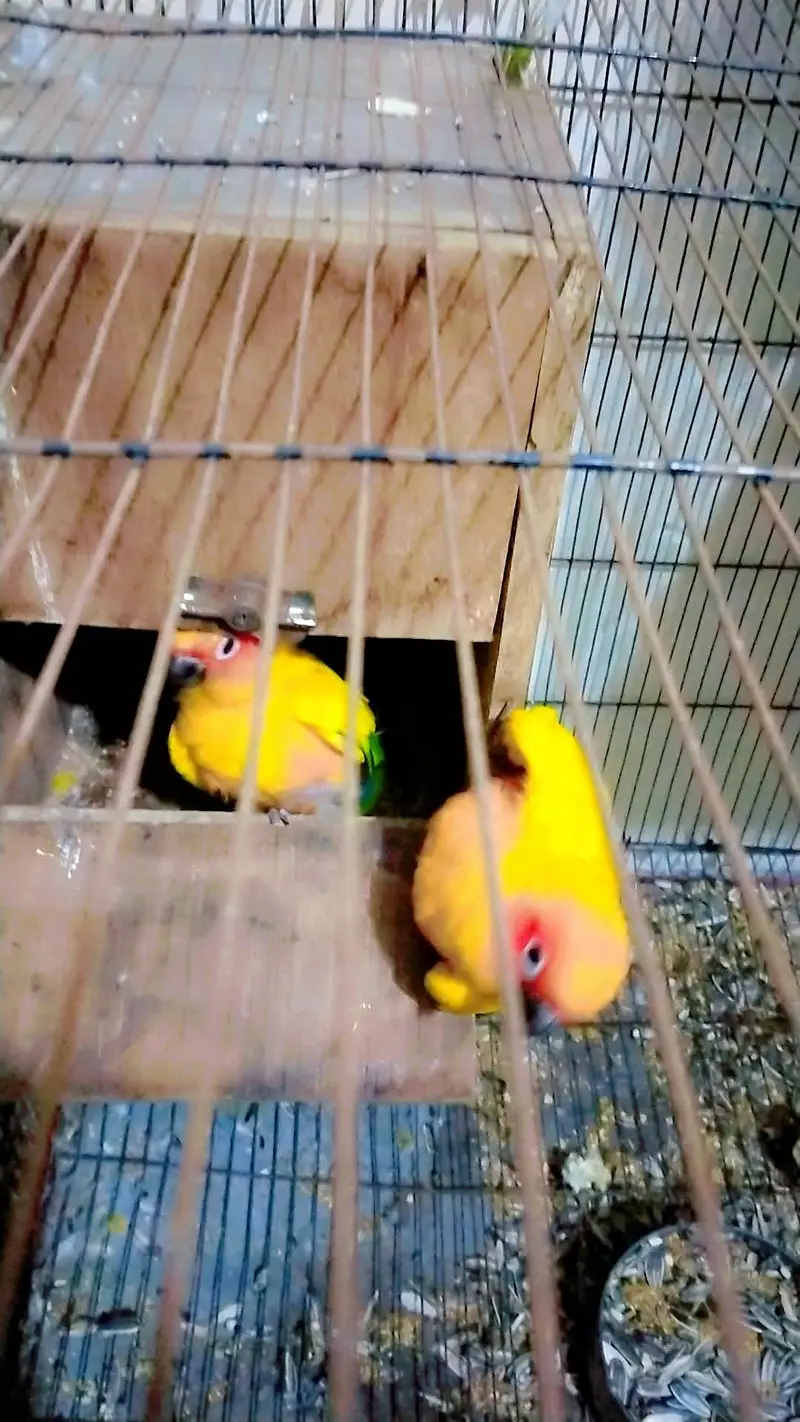 sun conure breeder pair for sale — photo 4