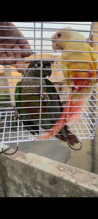 Lutino conuer pair