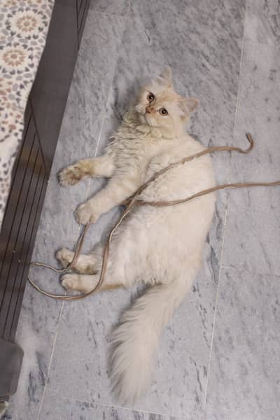 triple coat pure Persian cat