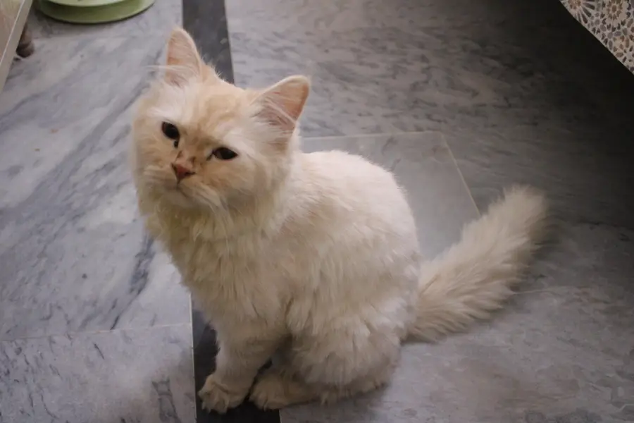 triple coat pure Persian cat — photo 2