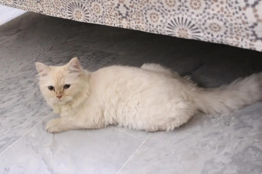 triple coat pure Persian cat — photo 3