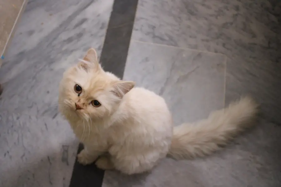 triple coat pure Persian cat — photo 4