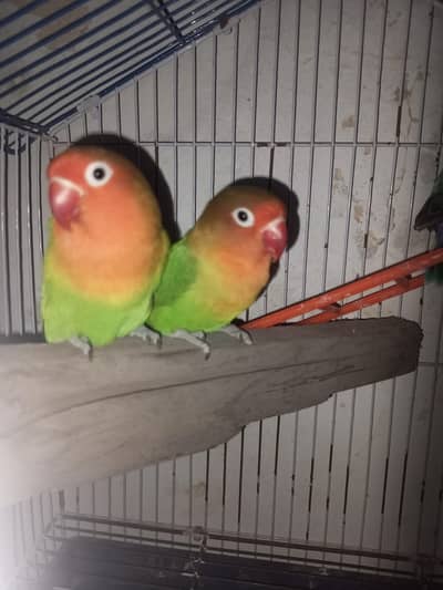 Fisher Pair For Sale