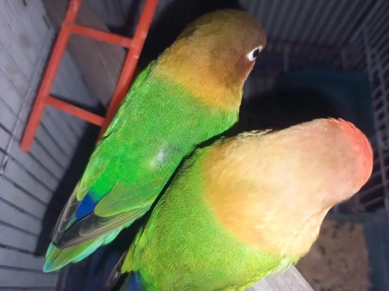 Fisher Pair For Sale — photo 2