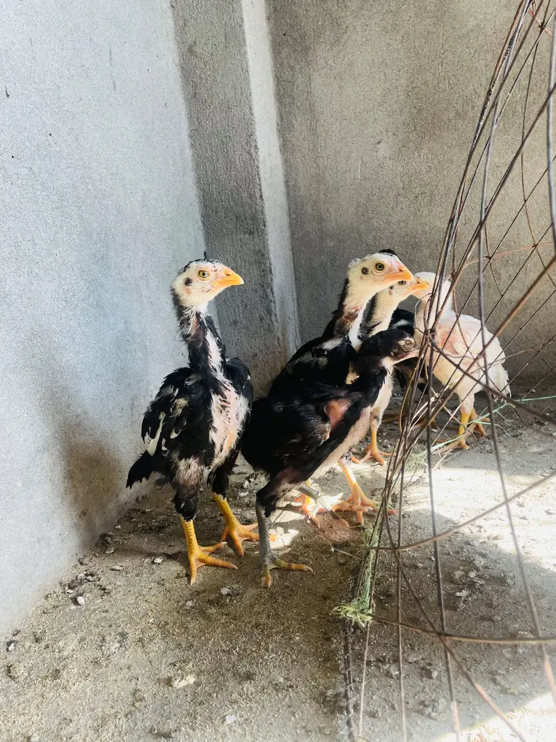 Lasani and heera chicks available — photo 2