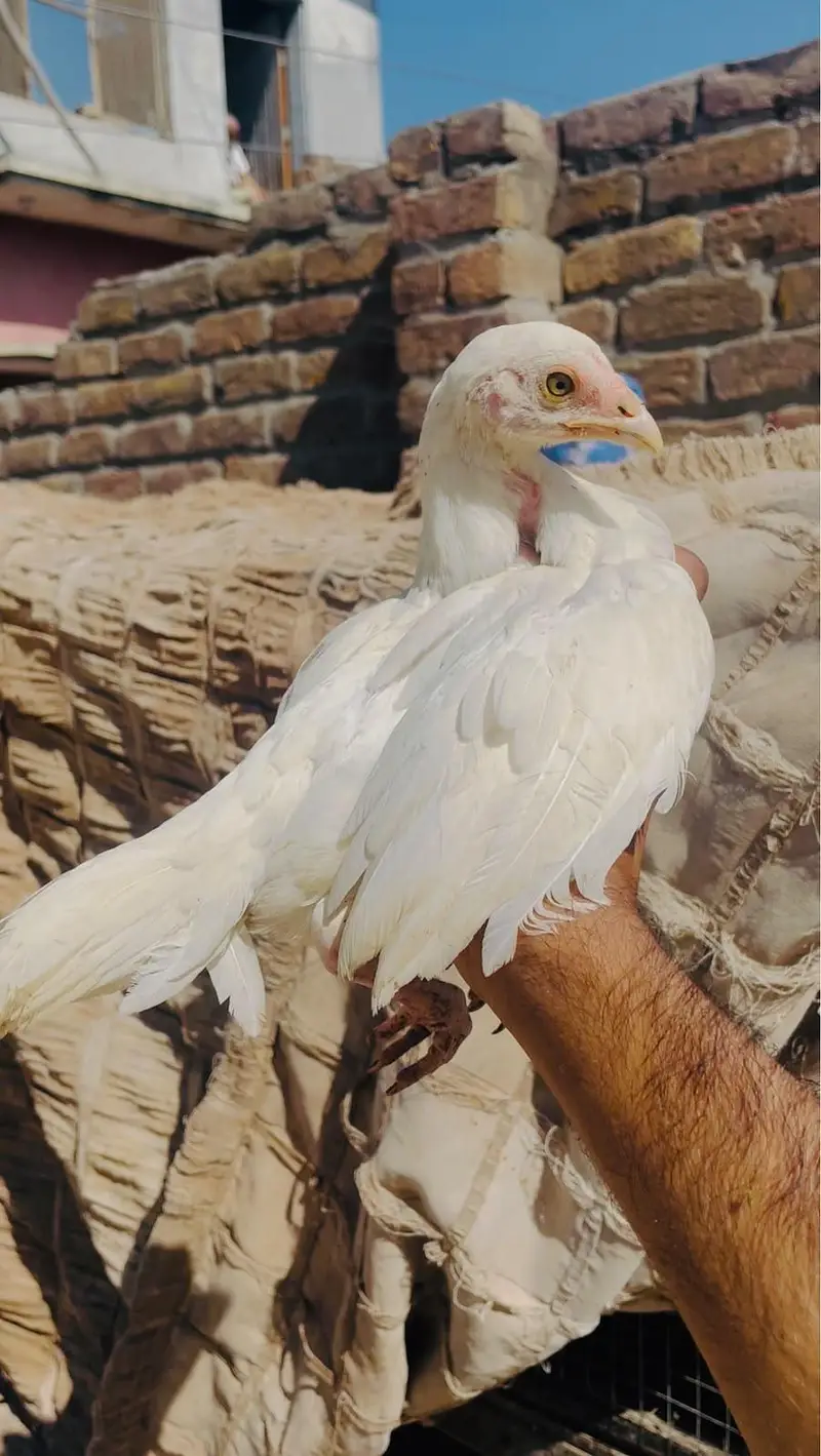 Lasani and heera chicks available — photo 3
