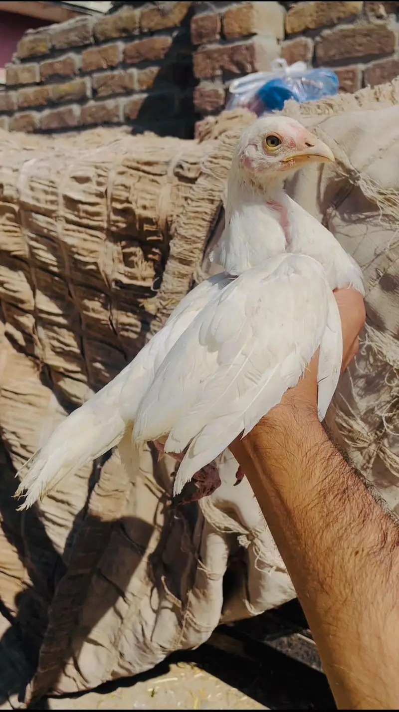 Lasani and heera chicks available — photo 4