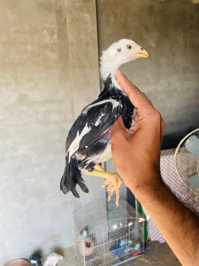Lasani And heera Chicks