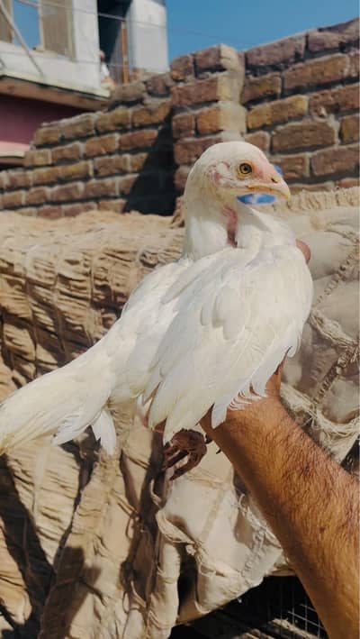 Lasani And heera Chicks