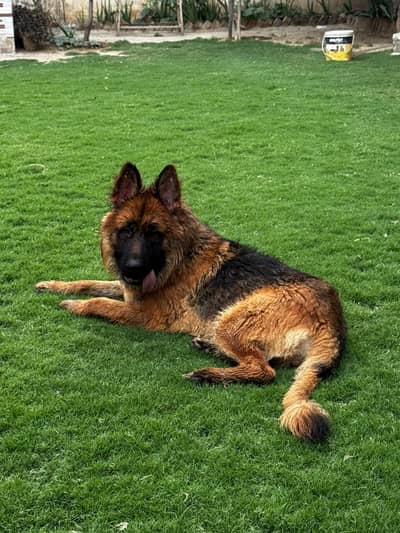 LONG COAT GERMAN SHEPHERD FOR SALE