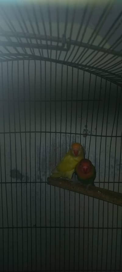 Love Bird Breeder Pair