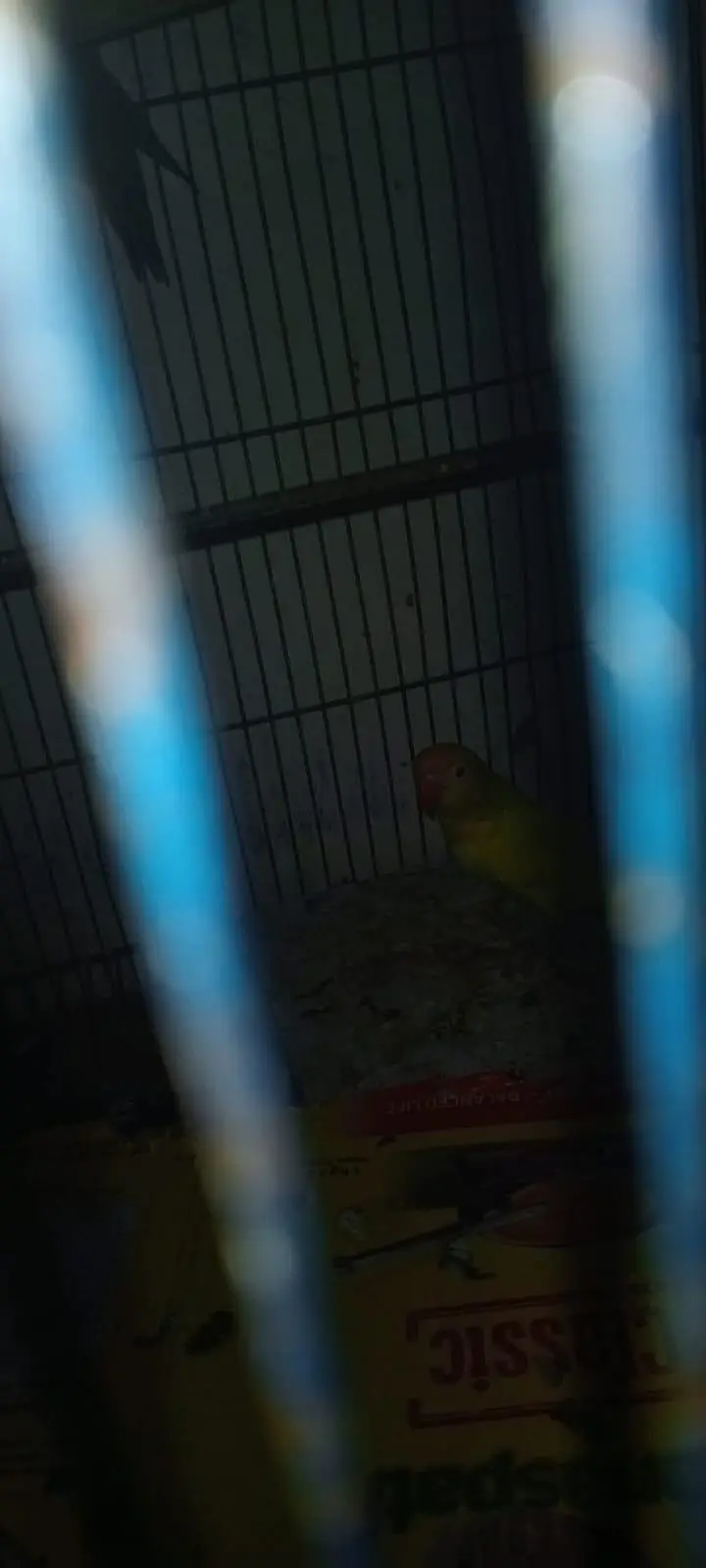 Love Bird Breeder Pair — photo 4