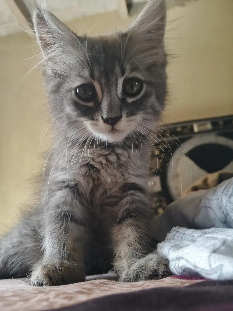 cute gray kitten for sale — photo 2