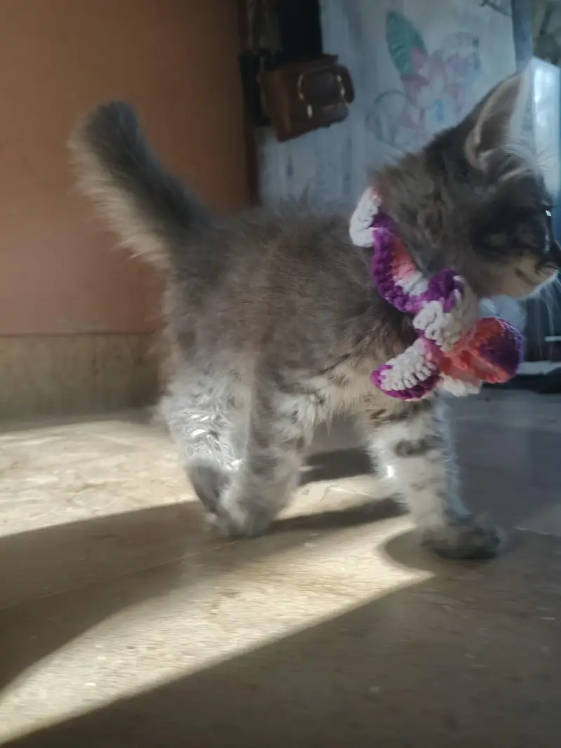 cute gray kitten for sale — photo 4