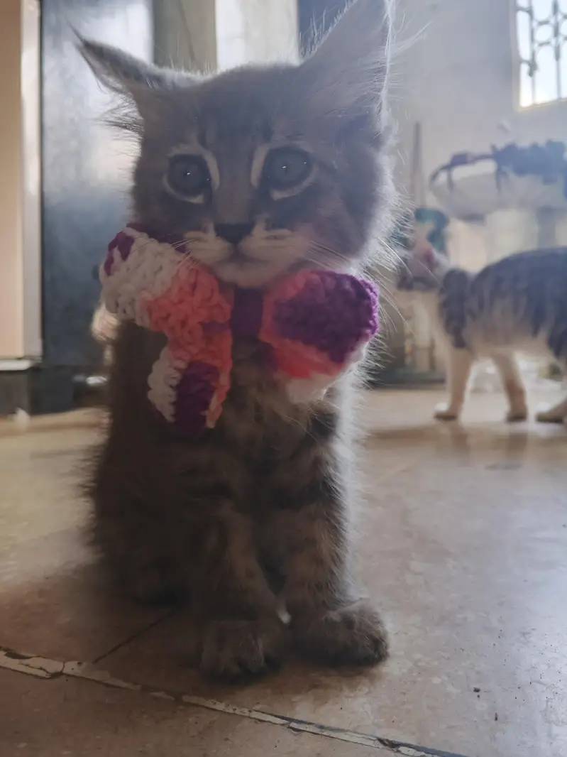 cute gray kitten for sale — photo 5