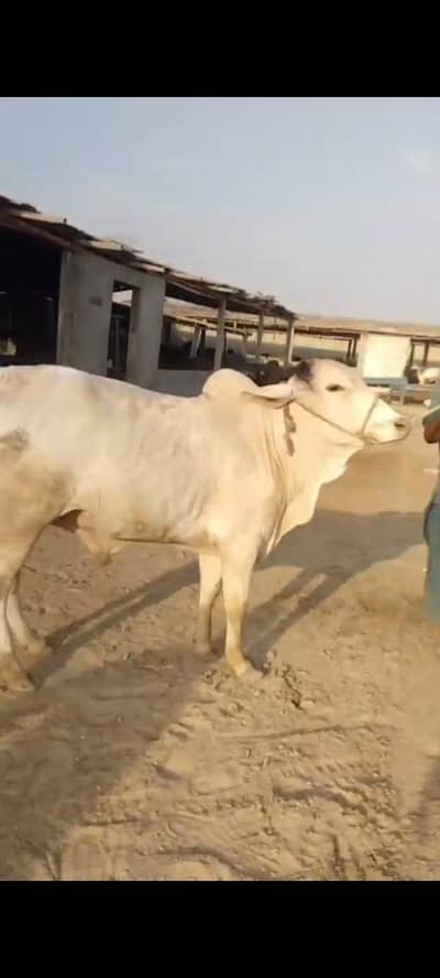 Gulabi bachra available for sell