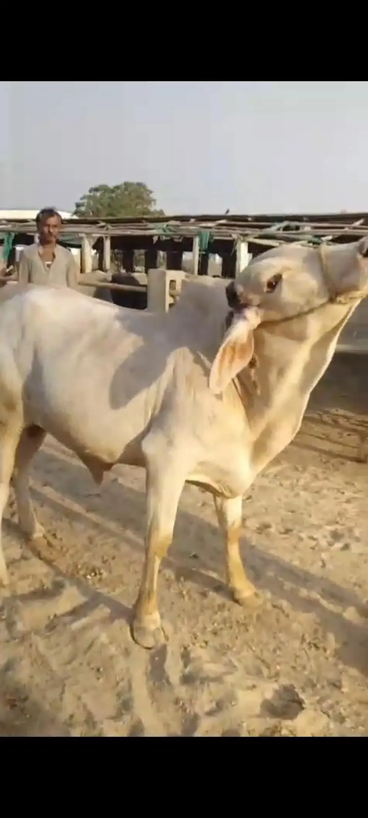 Gulabi bachra available for sell — photo 2