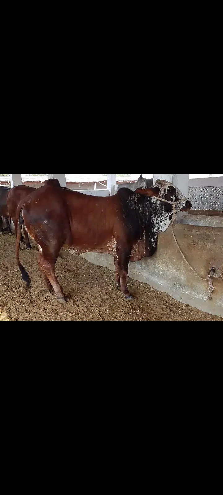 Gulabi bachra available for sell — photo 3