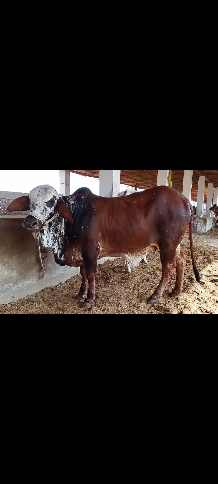 Gulabi bachra available for sell — photo 4